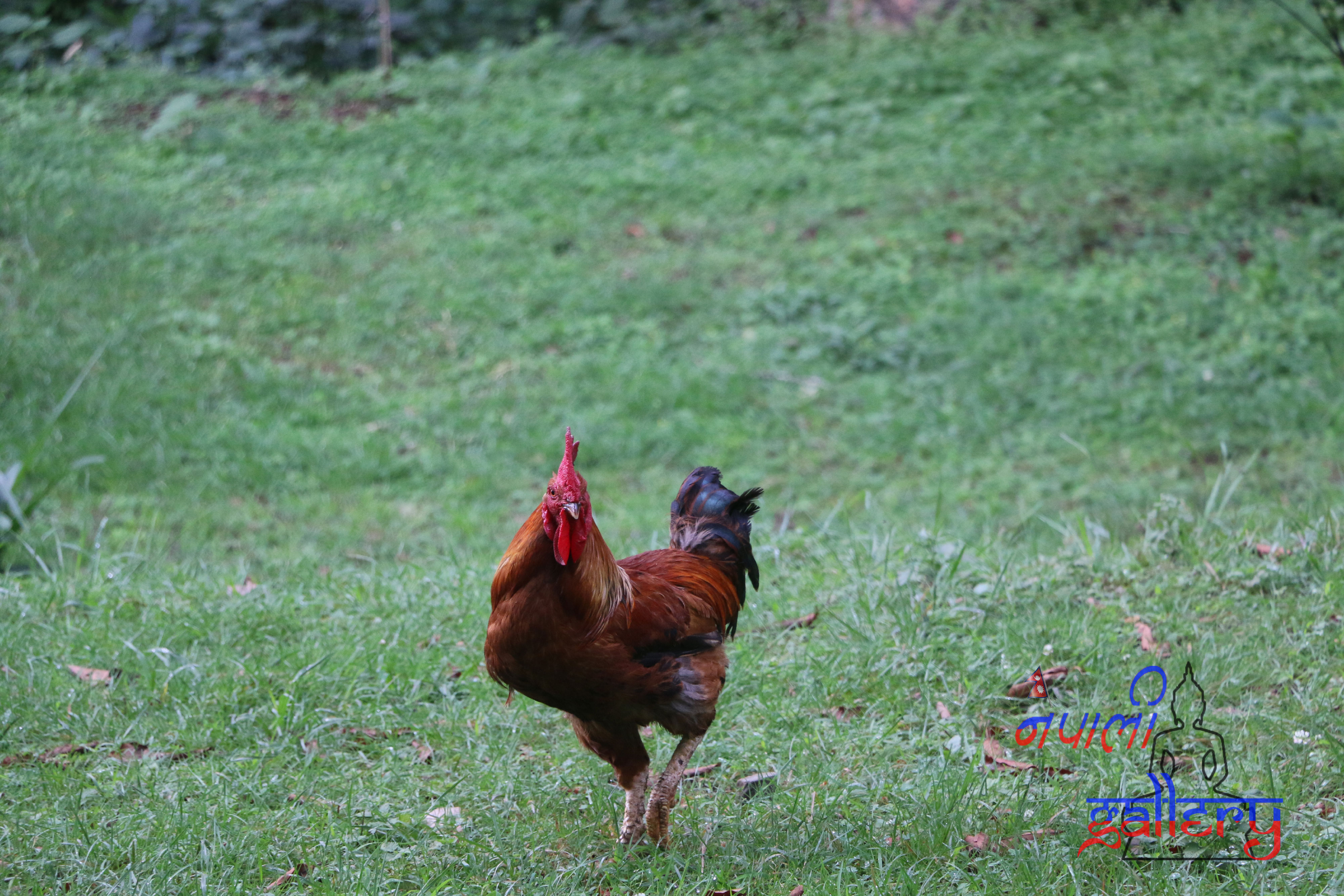 DancingCock